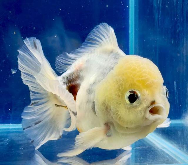 Poissons rouges japonais RANCHU, ORANDA