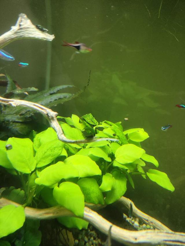 Plante d'aquarium