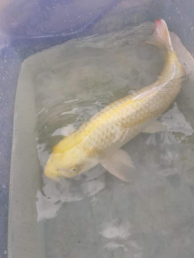 Carpe Koï