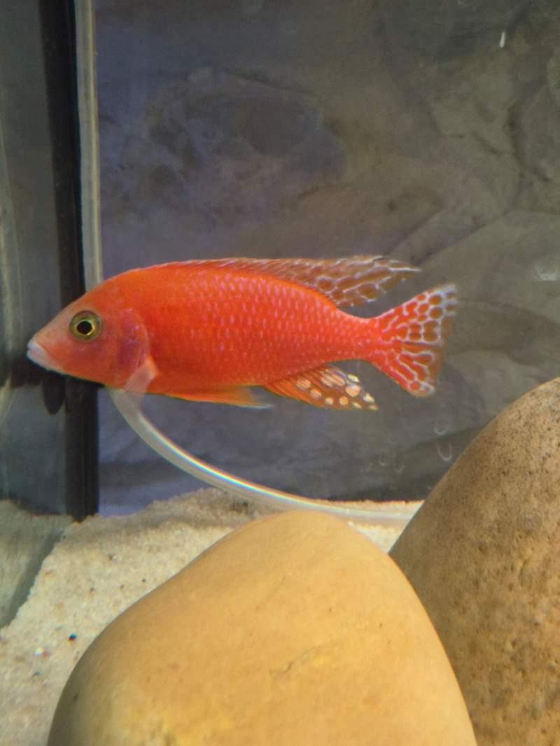 Aulonocara red dragon