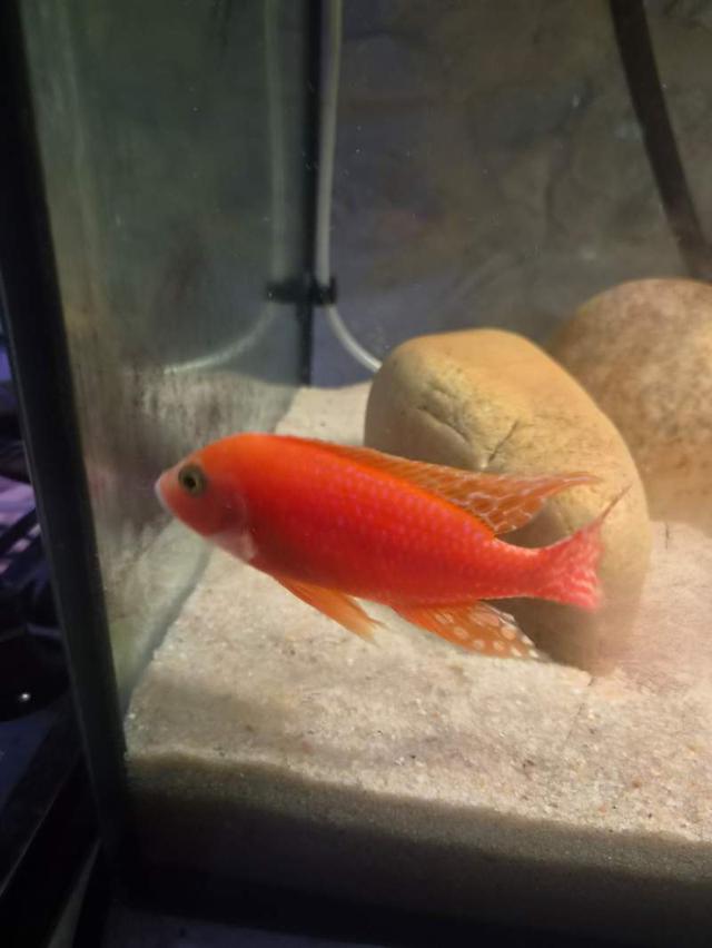 Aulonocara red dragon