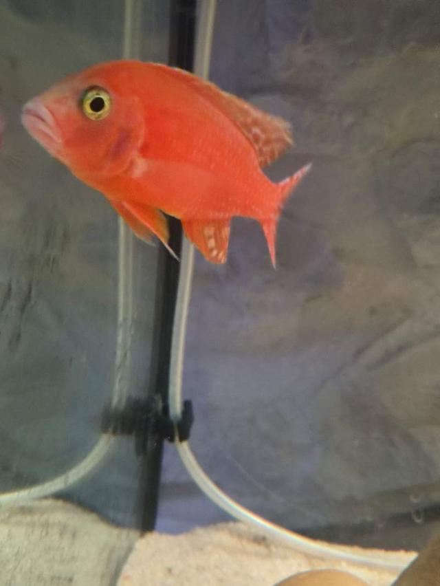 Aulonocara red dragon