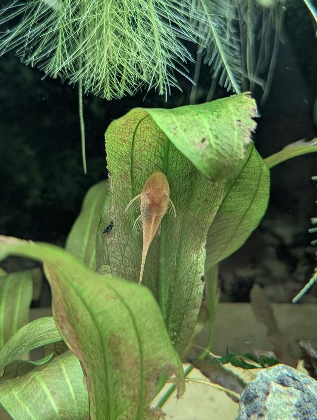 Ancistrus doré