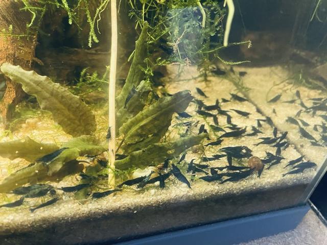 Crevettes blue velvet