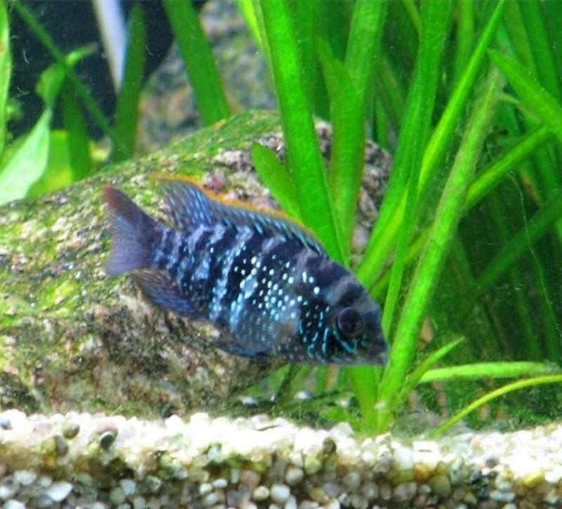 Acara bleu