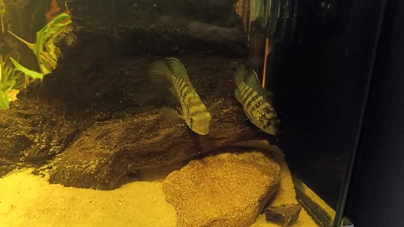 Alevins acara bleu