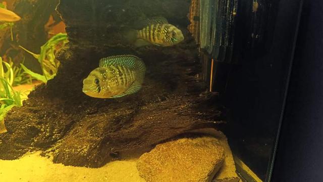 Alevins acara bleu