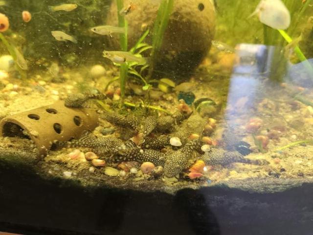 Ansistrus