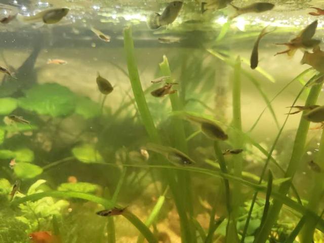 Guppy edhler