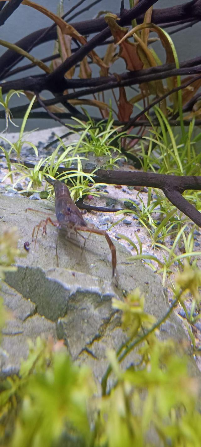 Crevette à pinces rouge