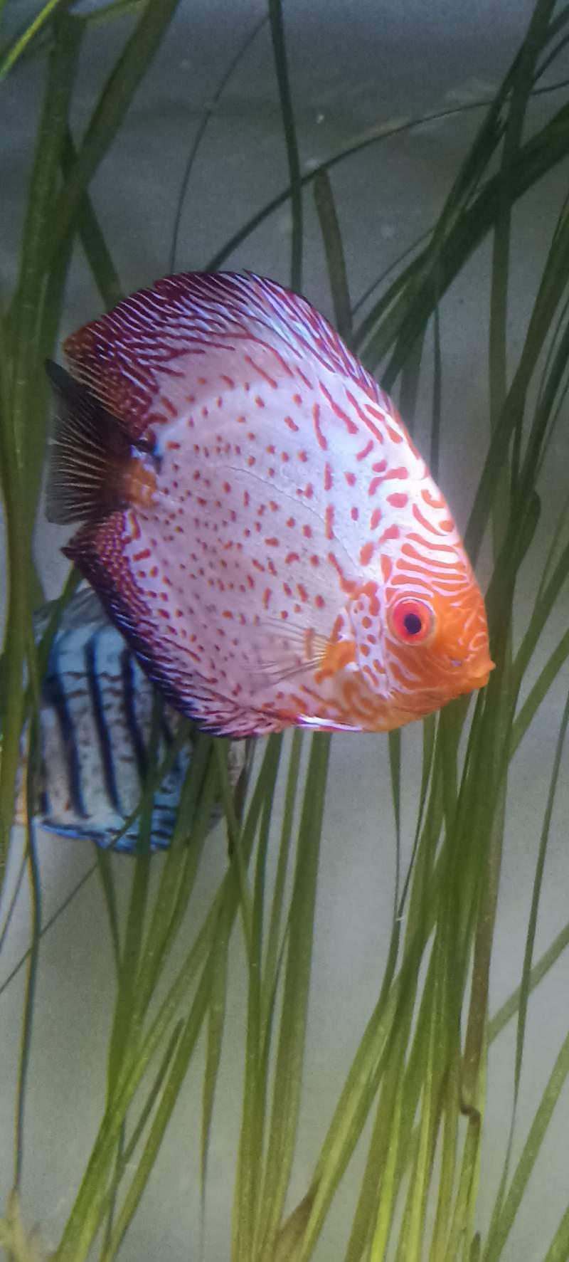 Discus