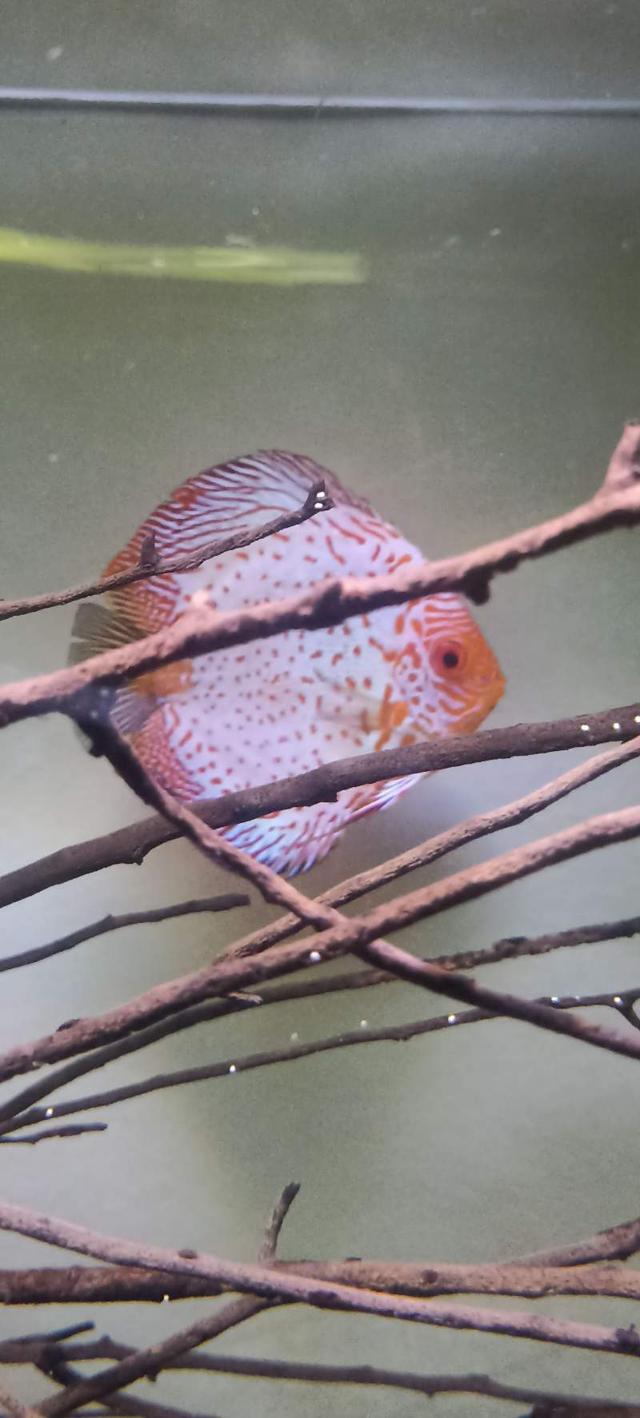 Discus