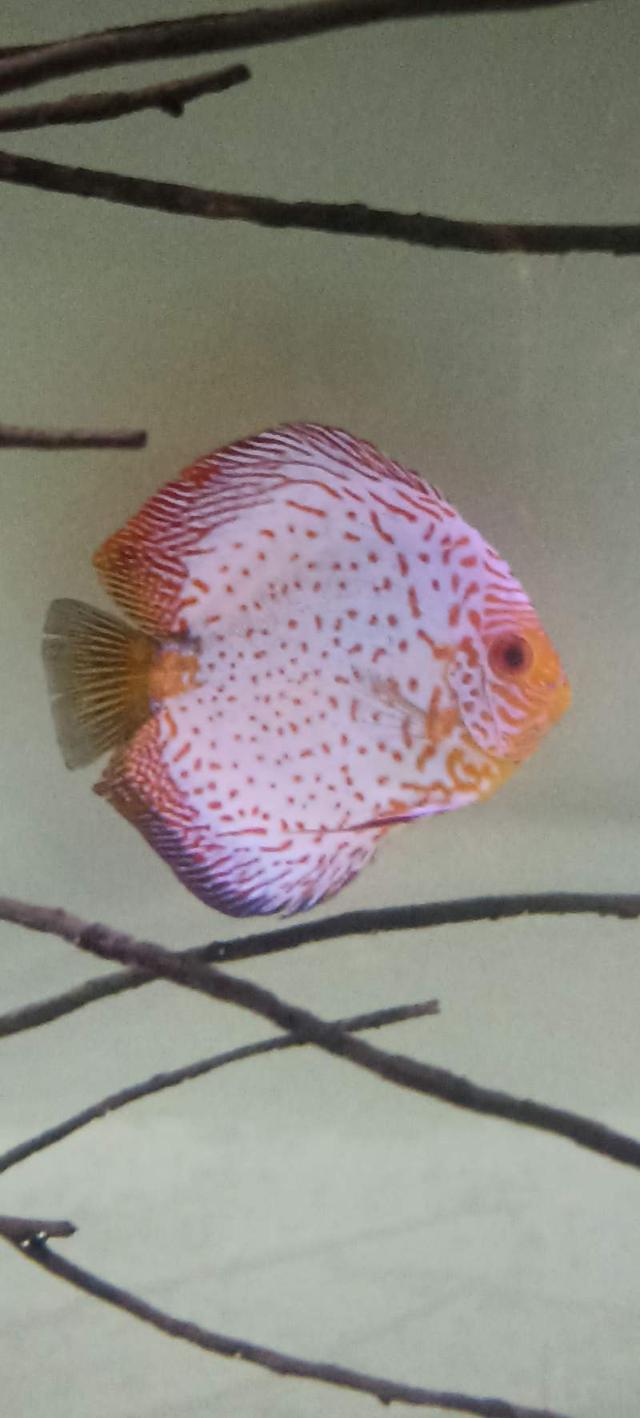 Discus