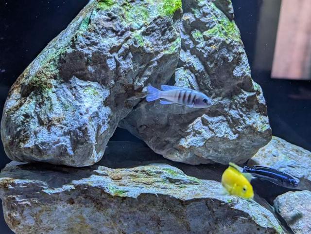 Cynotilapia white top Hara Gallireya Reef F1 à Bazus