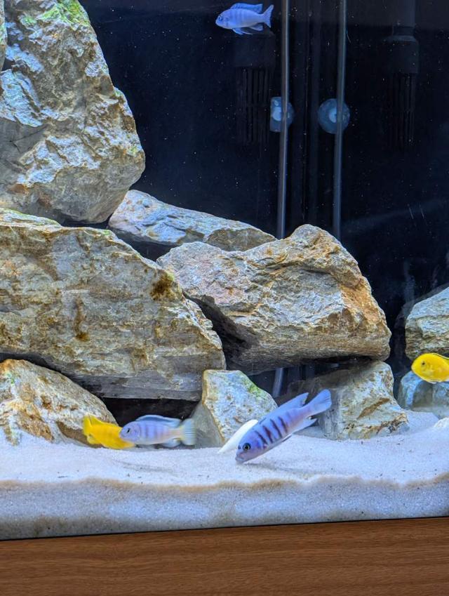 Cynotilapia white top Hara Gallireya Reef F1