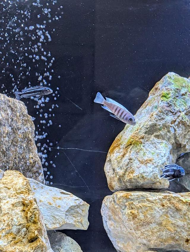 Cynotilapia white top Hara Gallireya Reef F1
