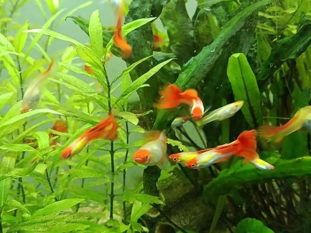 Guppy kohaku