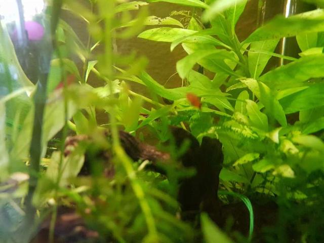 Alevins platys orange et guppys