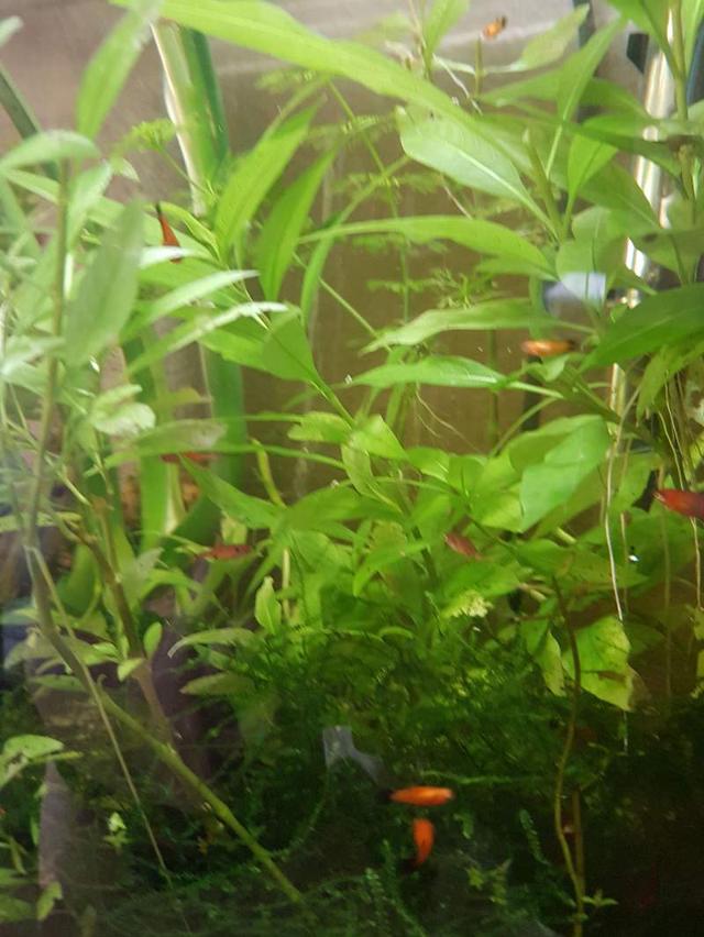 Alevins platys orange et guppys