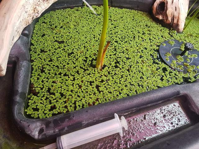 Lot de salvinia