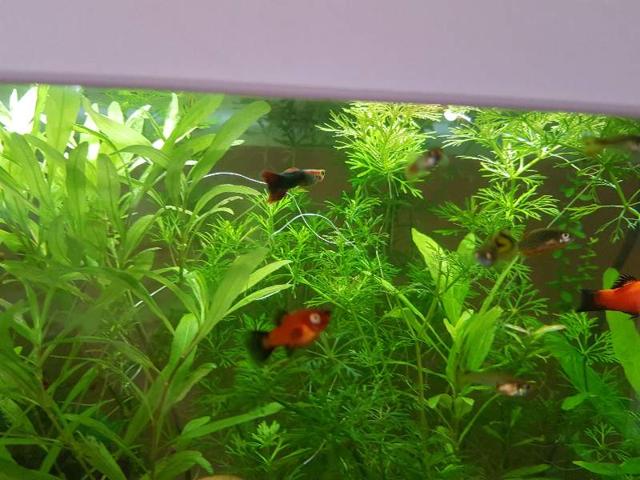 Platys et guppys