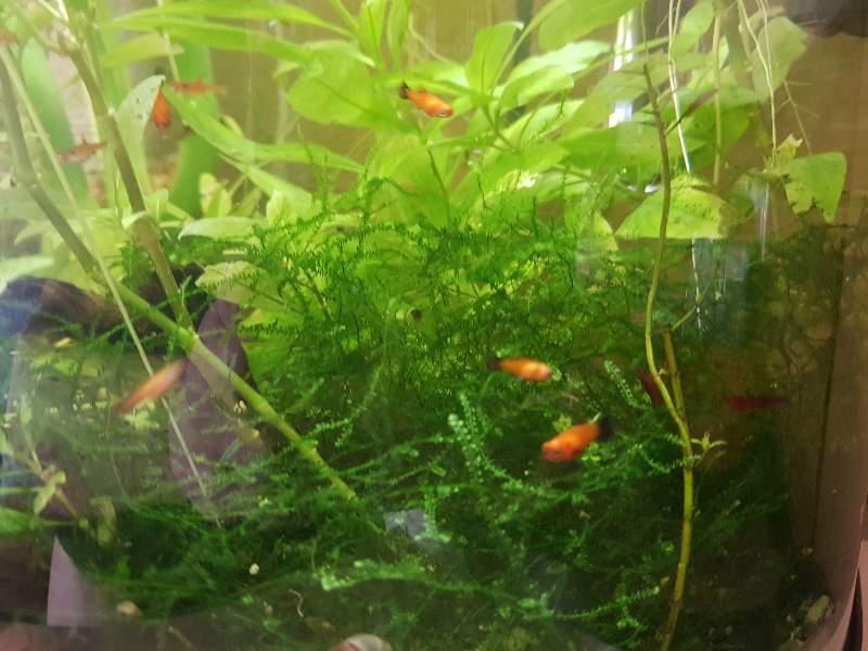 Magnifiques guppys et platys orange