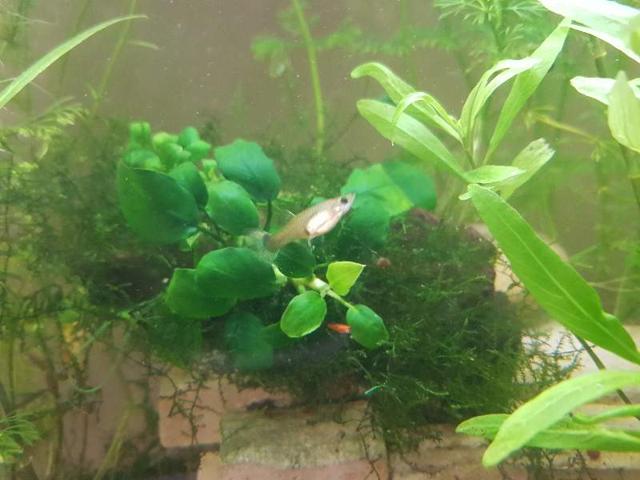 Magnifiques guppys et platys orange