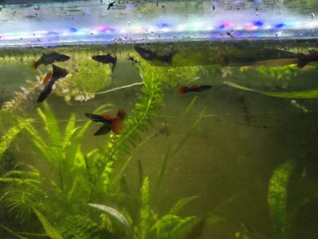 guppy
