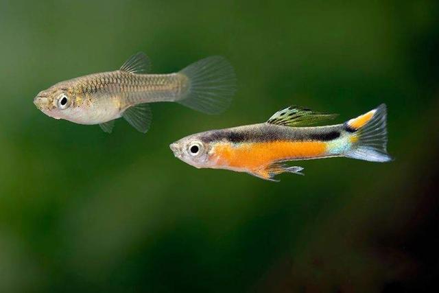 Guppys endler Santa Maria