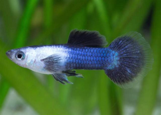 Guppys endler panda