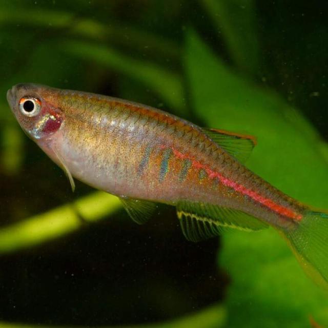 Danio choprae