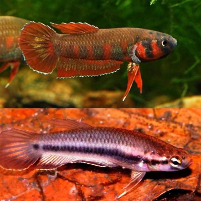 Betta rubra