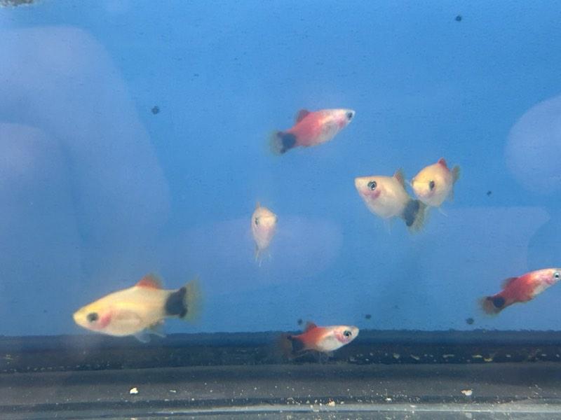 Platys Mickey