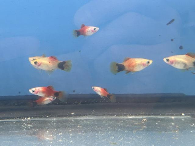 Platys Mickey