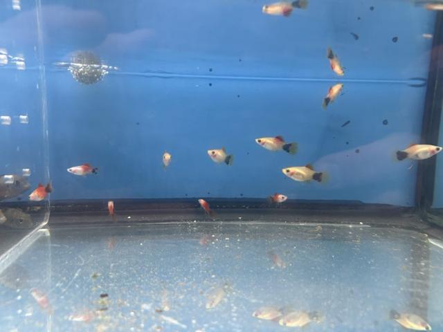 Platys Mickey