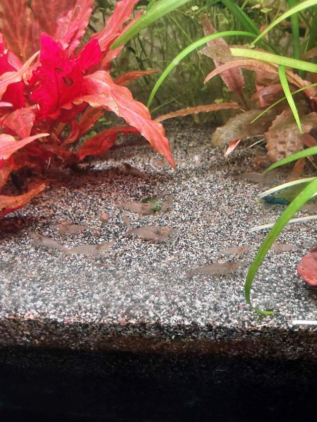 Donne crevettes malawa