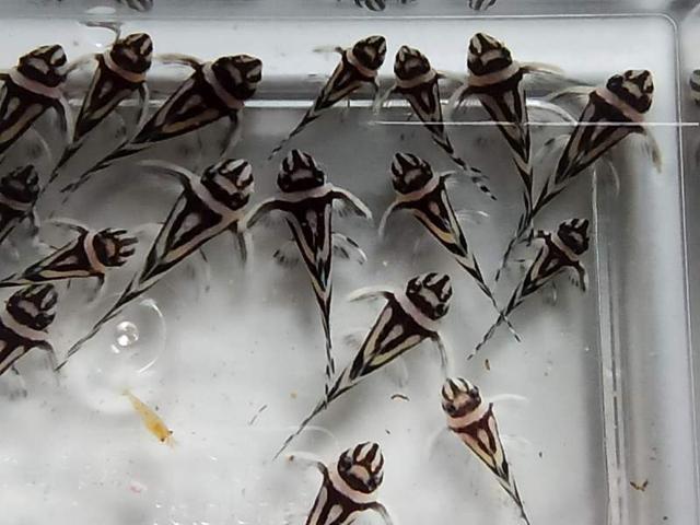Hypancistrus Zebra, L046.