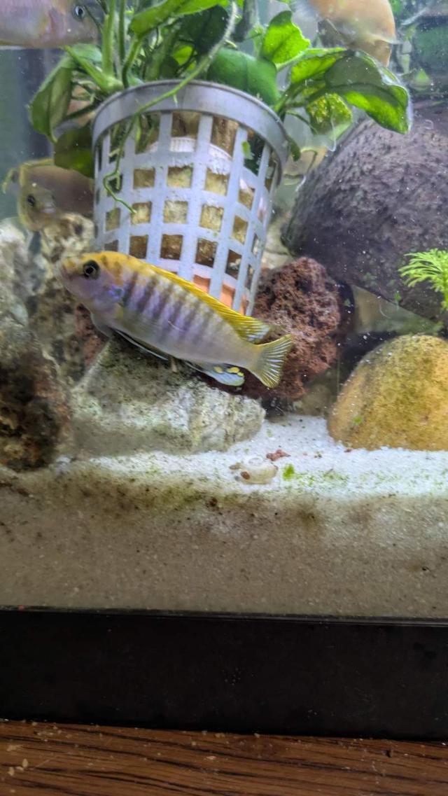 Poisson aquarium cichlidés