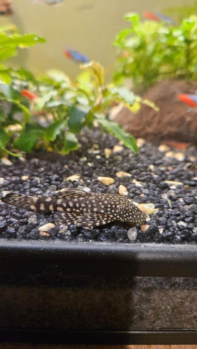 🐟 DONNE BÉBÉS ANCISTRUS 🐟 à Mairé-Levescault