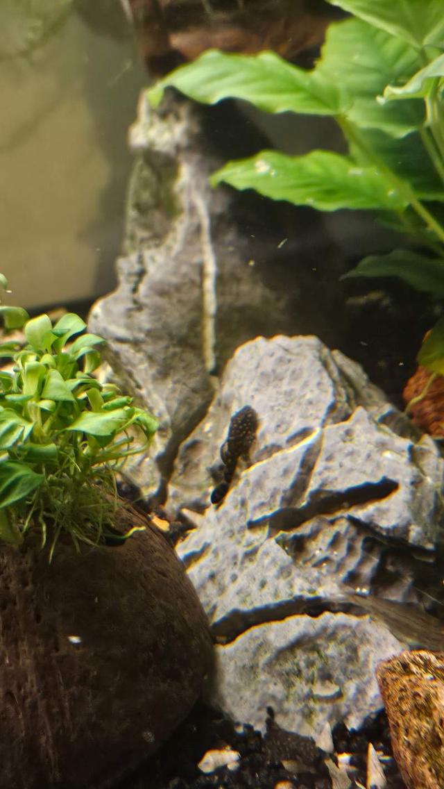 🐟 DONNE BÉBÉS ANCISTRUS 🐟