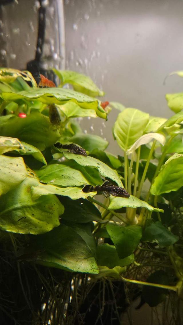 🐟 DONNE BÉBÉS ANCISTRUS 🐟