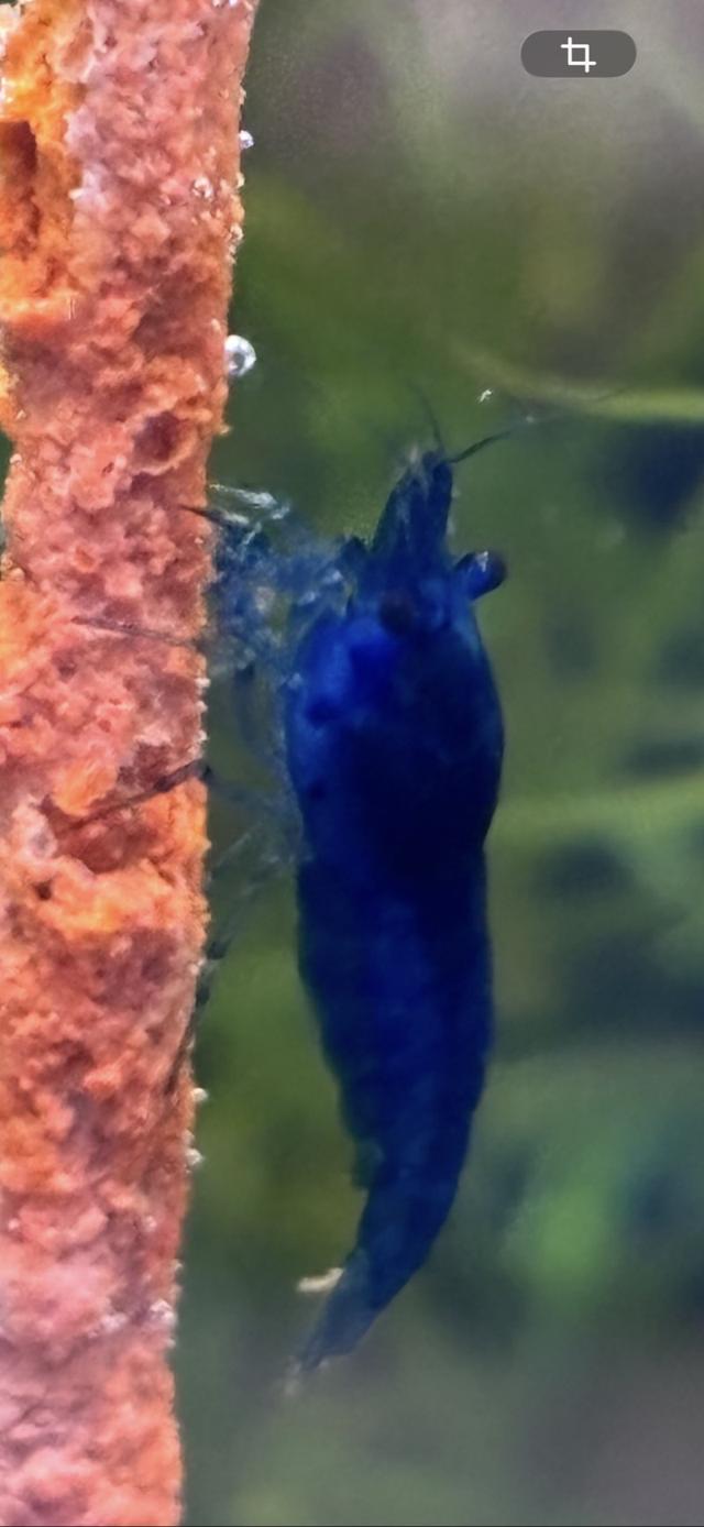 Neocaridina blue velvet