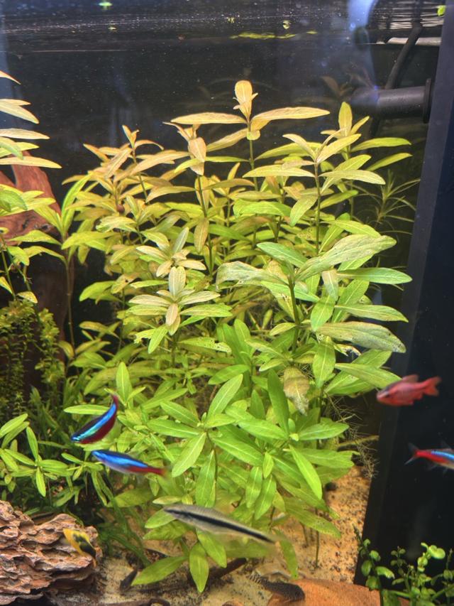 Vend Hygrophila polysperma Var