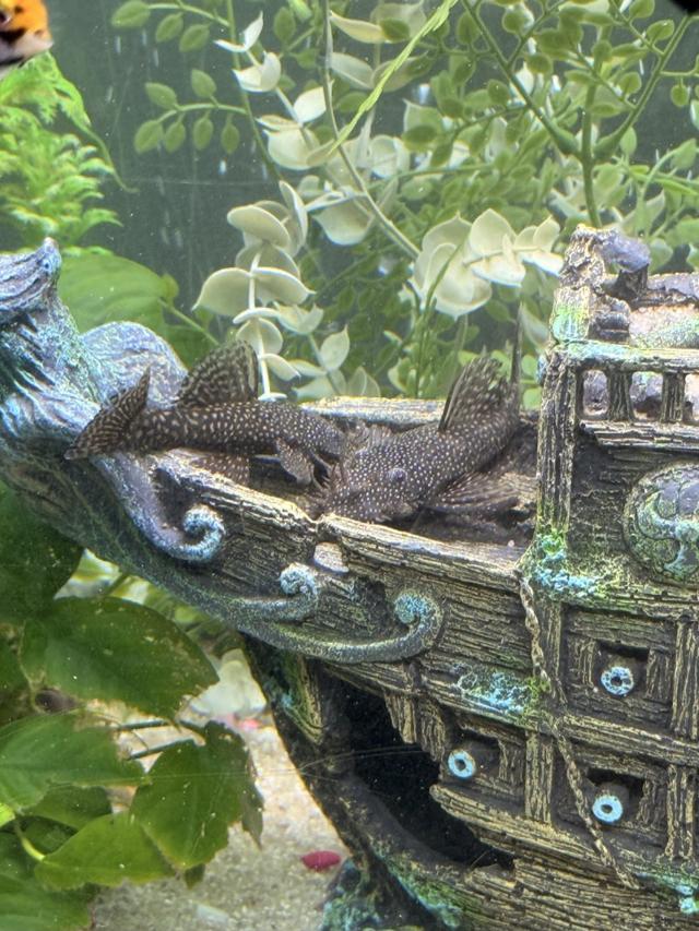 Ancistrus