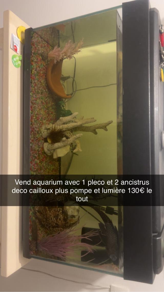 Aquarium 100l à Aniche