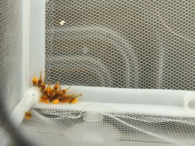 Ancystrus commun bébé à Vouhé
