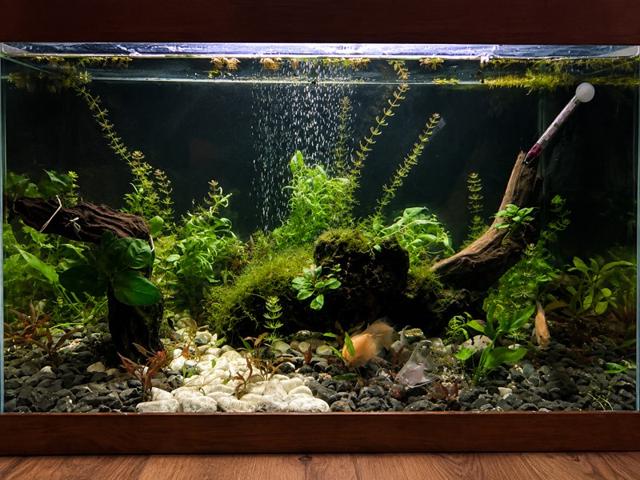 Aquarium 460l