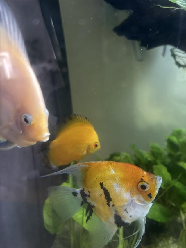 2 Discus 8cm
