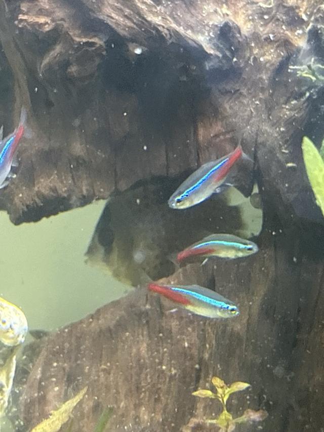2 Discus 8cm
