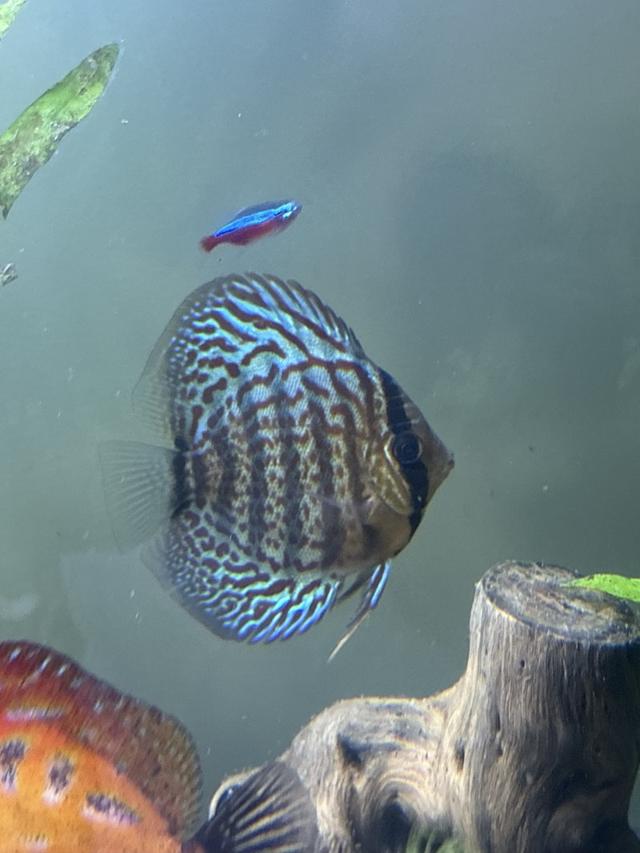 2 Discus 8cm